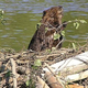 Illustration for article titled How to Manipulate a Beaver